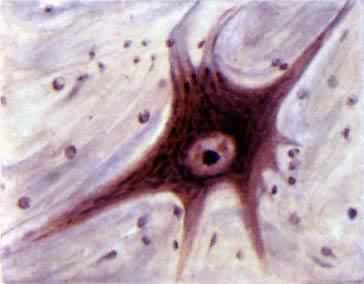 ������֯�����༫��Ԫ