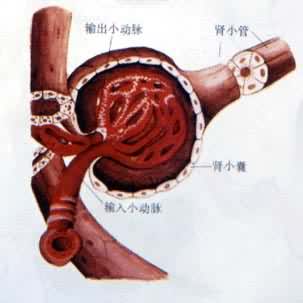 �˵���С��Ľṹ