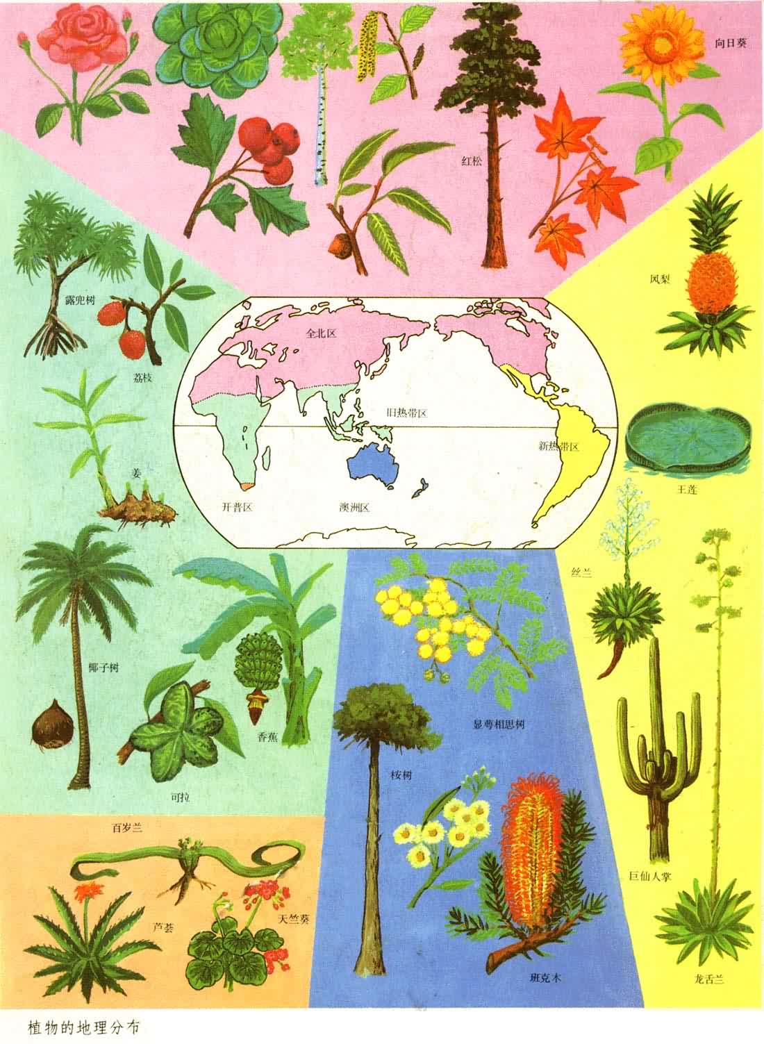 ֲ��ĵ����ֲ�