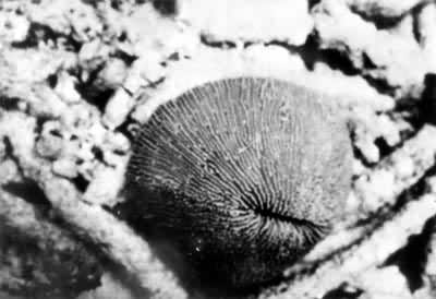 ͼ1��ʯ֥ɺ����һ�֡��������ʯ֥