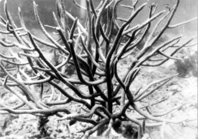 ͼ2������¹��ɺ��