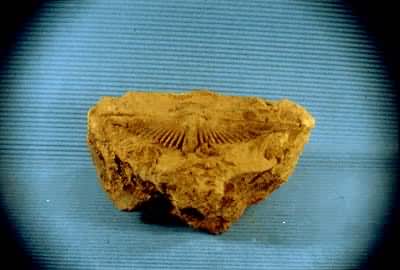 ����ʯ��