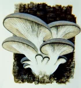 ʳ�ú�ҩ��Ģ���������