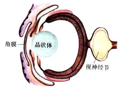 �Ӿ����ٵĽ�������������۾��ṹ