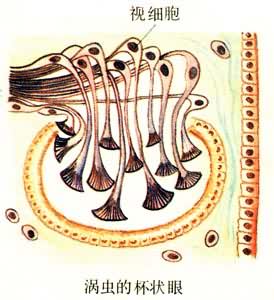 �Ӿ����ٵĽ��������г�ı�״��