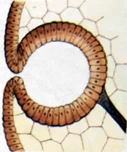 �Ӿ����ٵĽ�������ɳ�ϵ�Ѩ״��