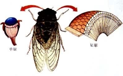 �Ӿ����ٵĽ����������ĵ��ۺ͸���