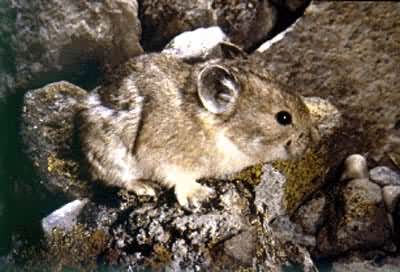 ��ɽ����