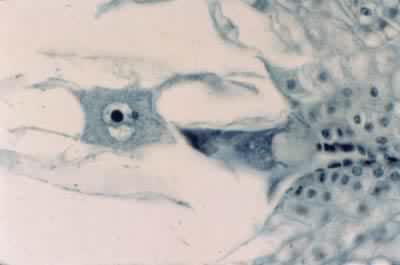 С������ӵķ�������˫�ܾ�