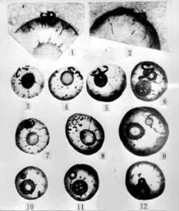 ͼ4�������ε������ںϡ�1��2 �Ѻ�һ���֣����������Ѻ�Ĥ��3��12�������Ѻ��ںϵļ���ʱ��