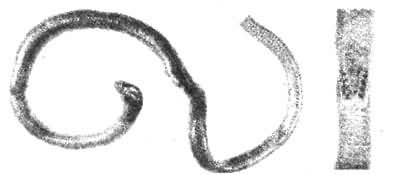 ��β˫���ᡡ�ұ�ʾ��״��֫