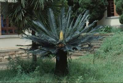 �������� ����