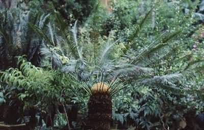 �������� ����