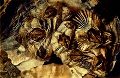 �����ٺ�