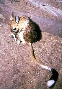 ��ֺ����