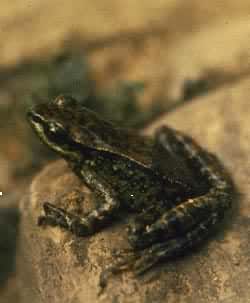 �Ĵ�����