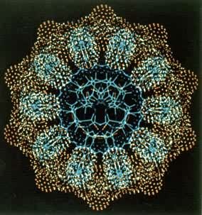 DNA���ӻ���(��B-DNA���߷���)