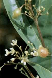 ��������ľ����ì��