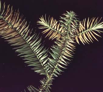 3.5ppm��������Ѭ6Сʱ���ɼľ