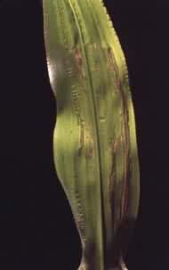 3.8ppm��������Ѭ6Сʱ�������