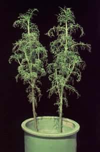 0.5ppm��������Ѭ6Сʱ��Ĵ�˹��