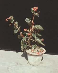 0.7ppm��ϩѬ20Сʱ����ﺣ��