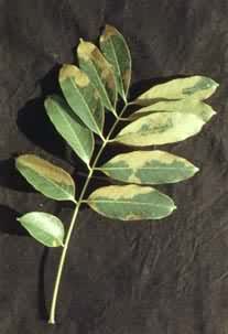 ��Ҷ�һ���ľ����Ѭ��Ҷ�ϳ���Ư�װ�