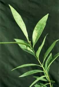 ��������Ѭ����ҶƯ�ף���Ҷ������