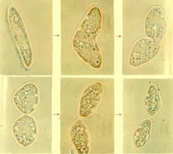 ���ĳ����