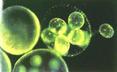 ����������ֳ