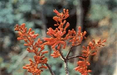 ��ͩ����ͩ��