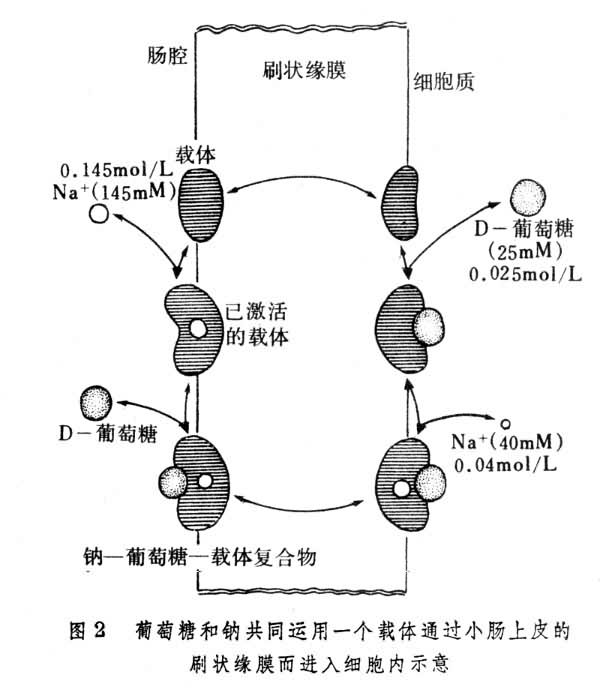 ͼ2