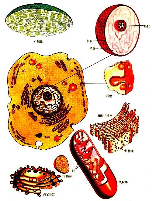 ϸ����ϸ����