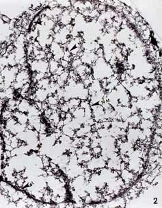 HeLaϸ���˹Ǽܡ���Lamina��ϵ