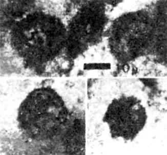 ͼ2���Ϸ�ǰ����͵ز�����������Ļ�ʯ