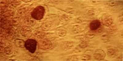 �����ڵ���������McCoyϸ���е�ɰ����ԭ��İ�����