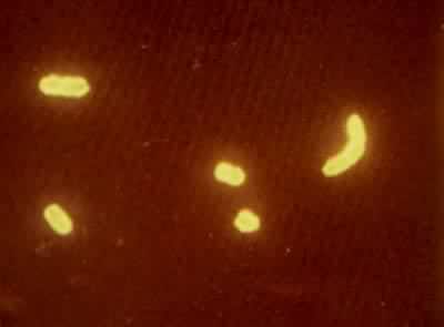 ����Ү��ɭ�Ͼ������ߵĲ�ԭ