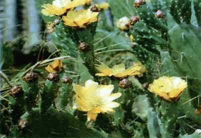 �����ƣ������ƿ�