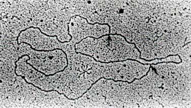 ���ϸ��������DNA