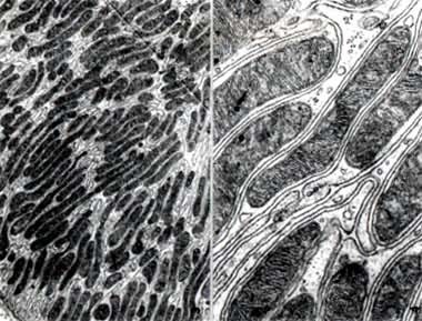 ��ϸ��������