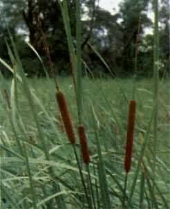 ˮ�����ѿ�