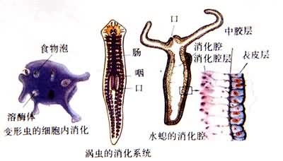 �޼�׵��������ϵͳ�Ľ���