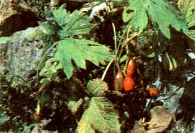 �Ҷ��ߣ�С�޿�