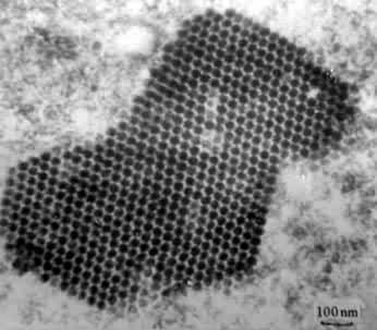 ��������ײ����ڸ�Ⱦϸ�������γɲ�������