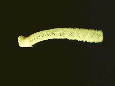 ��������ͬѨ