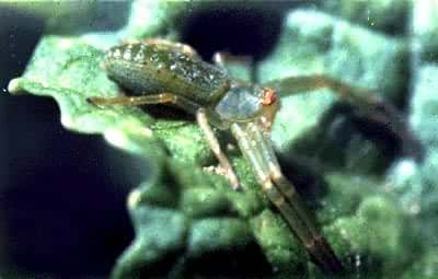 ƽ����з��