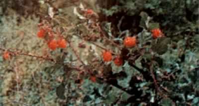 �����ӣ�Ǿޱ��