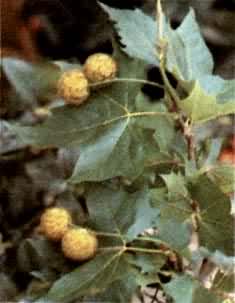 ����ľ������ľ��