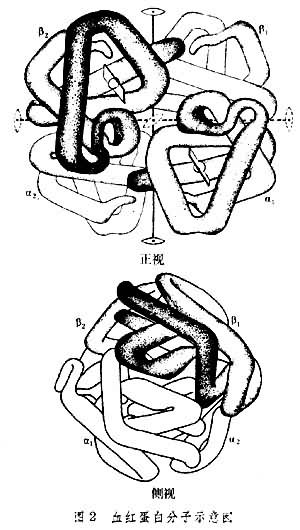 ͼ2 Ѫ�쵰�׷���ʾ��ͼ