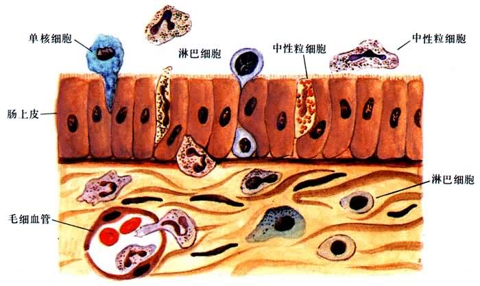 ��ϸ��������ճĤ����Ƥ�����